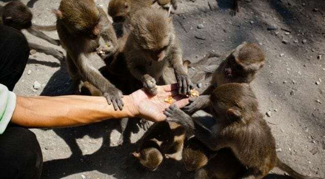 Остров обезьян Хон-Лао в Нячанге, Вьетнам. кормление обезьян