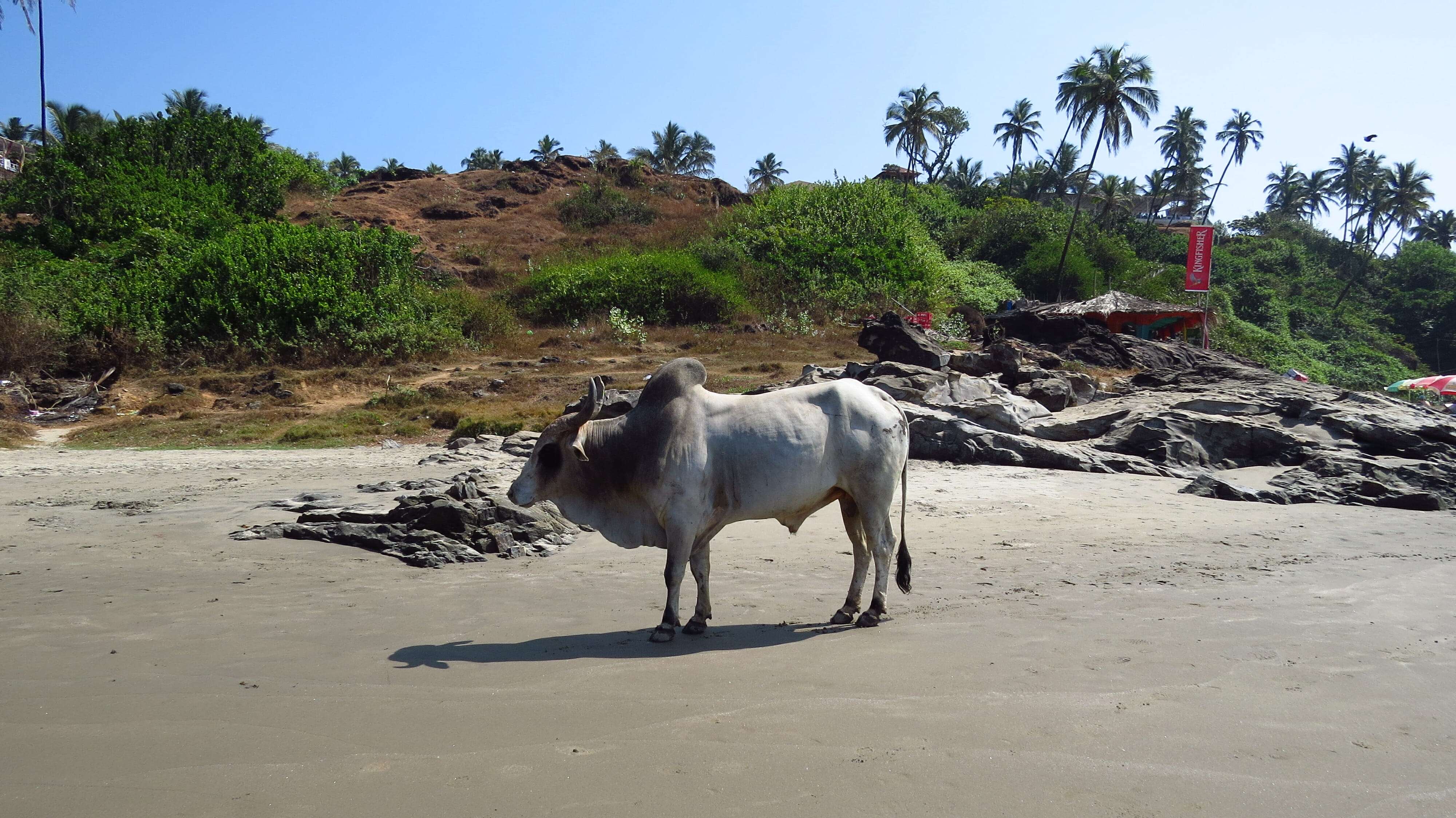 коровы на пляже Вагатор