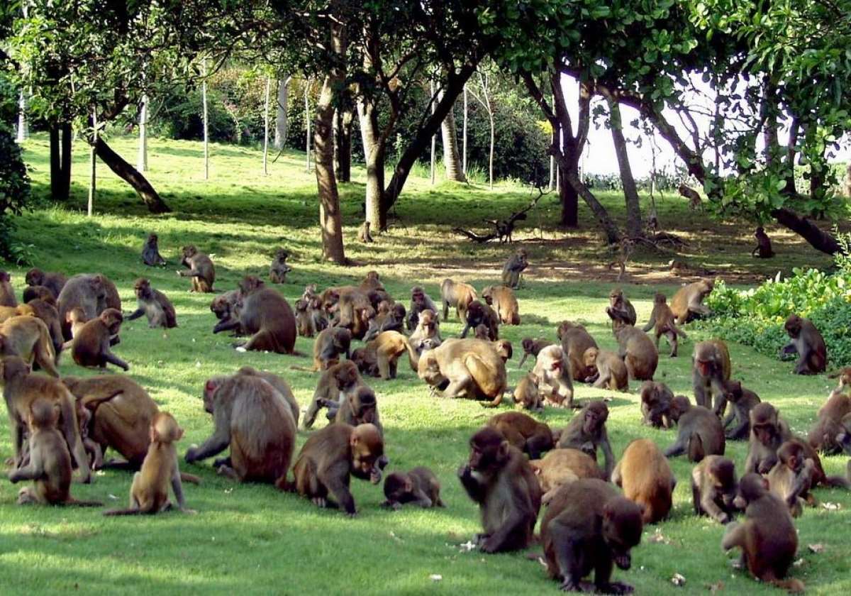 Остров обезьян в Хайнань