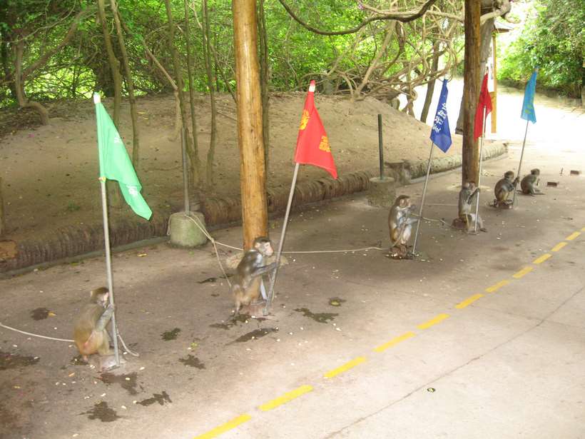 Остров обезьян Хайнань обезьяны с флагами