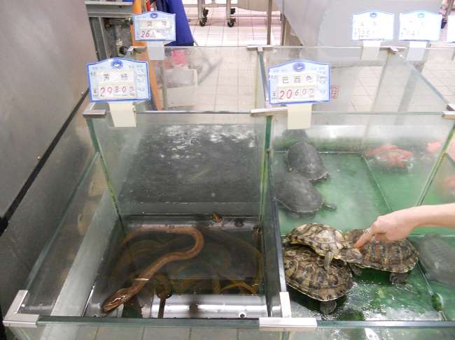 В китайских супермаркетах можно купить живых черепах или лягушек