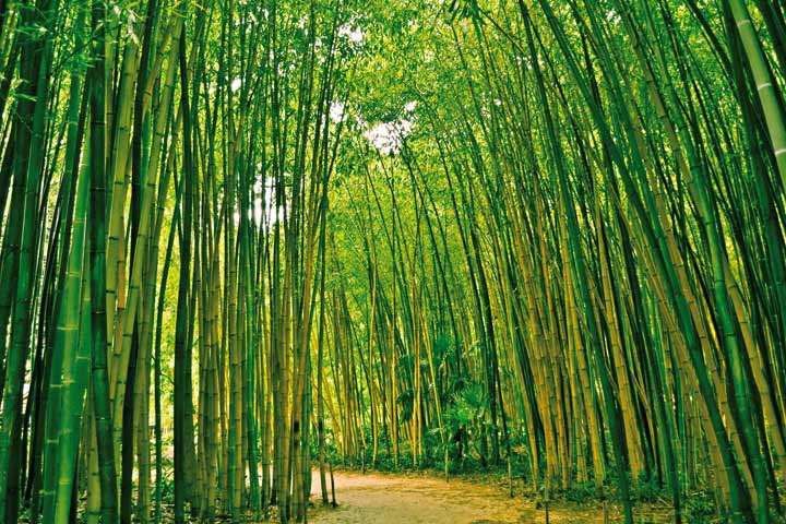 На территории Китая растет более 500 видов бамбука.