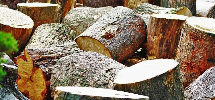В Китае ежегодно вырубают десятки миллионов деревьев для изготовления около 80 млрд одноразовых палочек для еды.