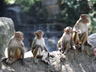 Остров обезьян – это естественный заповедник где разводят и изучают различные виды обезьян, который расположен на острове Хайнань, в Санье, Китай
