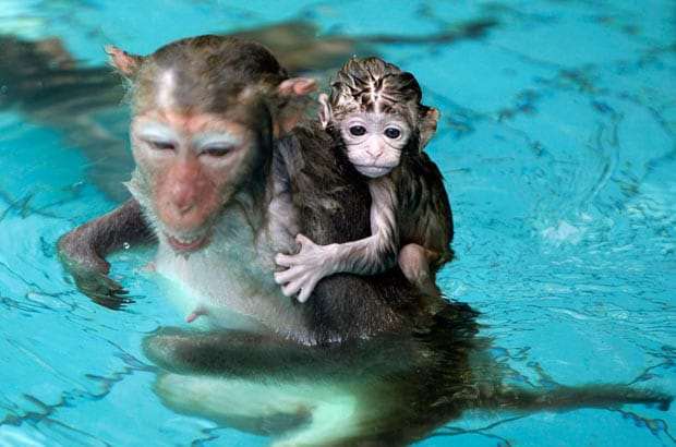 обезьяны в Бассейне